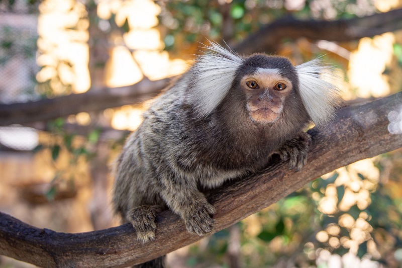 małpka marmozeta