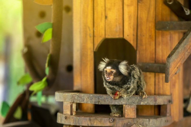 małpka w drewnianym domku